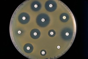 antibriograma referencia laboratorios larrasa animal